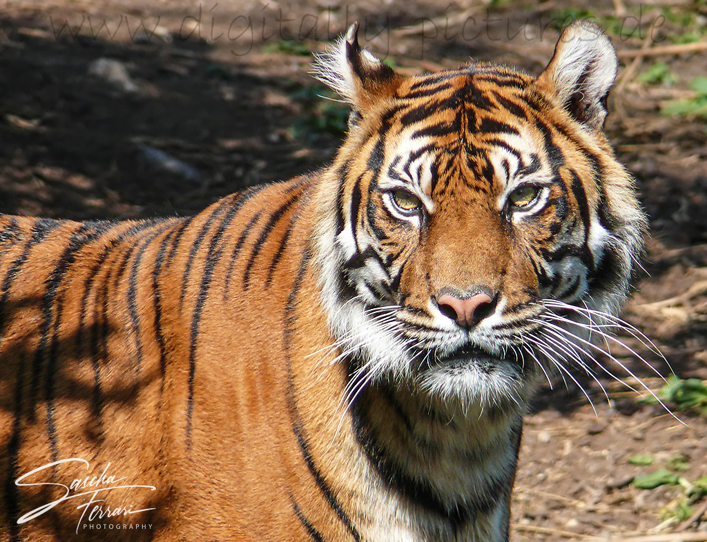 Sumatratiger Tiger