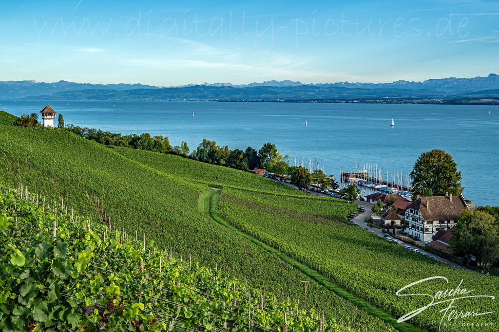 Bodensee Weinreeben