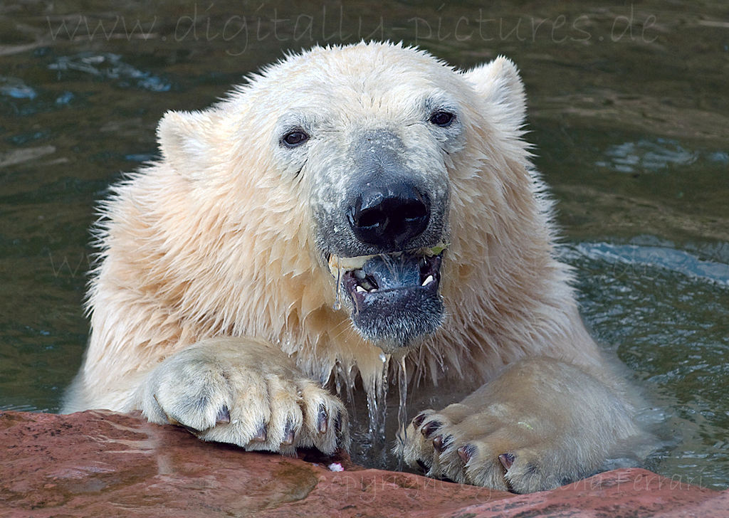 Eisbär Polarbär