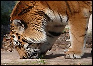 Sumatratiger Tiger